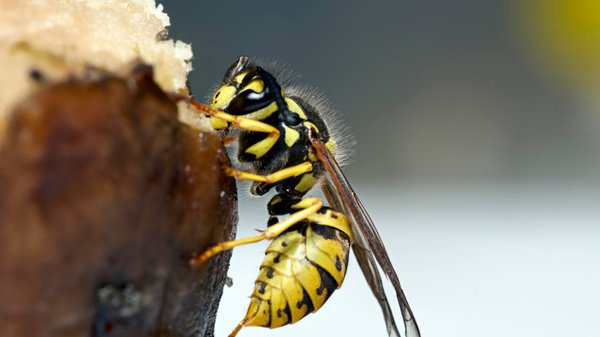 Piqûre de frelon : gonflement, douleur, allergie… que faut-il surveiller ?